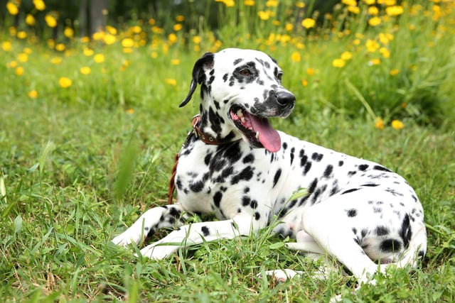 Another energetic dog, if the spotty Dalmation doesn't get all three of its essentials - space, company and stimulation - they will take it out on your furniture and anything else they can get their paws on.