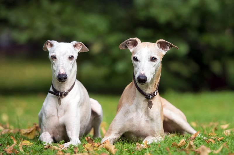 The final dog breed to appear on our list is the Whippet, which are known for being kind, loyal and great with children. No wonder they are popular - with 4,061 new registrations last year.