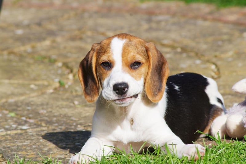 Beagles have a lifetime cost of £14,175 - or £13,499 if adopted.
