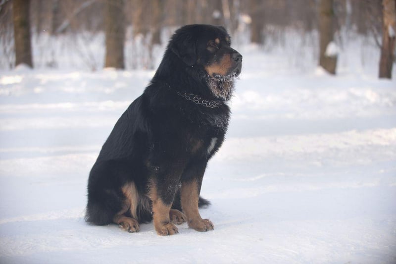 Originating in the towering Himalaya mountains, the Tibetan Mastiff has a winter coat and a summer coat, meaning they can cope with all extremes of weather.