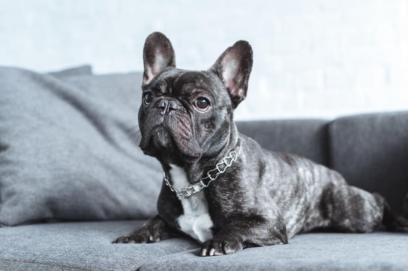 The ninth most popular name for a French Bulldog is Reggie. It's a lofty-sounding name maning 'mightly counsellor-ruler'.