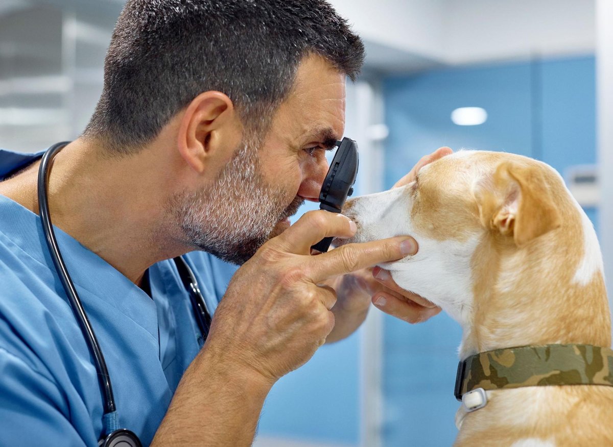 Here are the 10 most healthy breeds of adorable dog least likely to need a visit to the vet