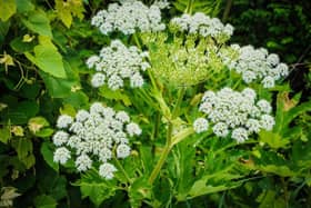 This toxic plant is harmful to humans, as its chemicals can cause significant wounds to the skin. While for some, it is just a burning sensation, for others, it can cause permanent scars. This is why giant hogweed is considered illegal and the fines can go up to £5,000. They can be recognised by their large white flowers and towering height.
