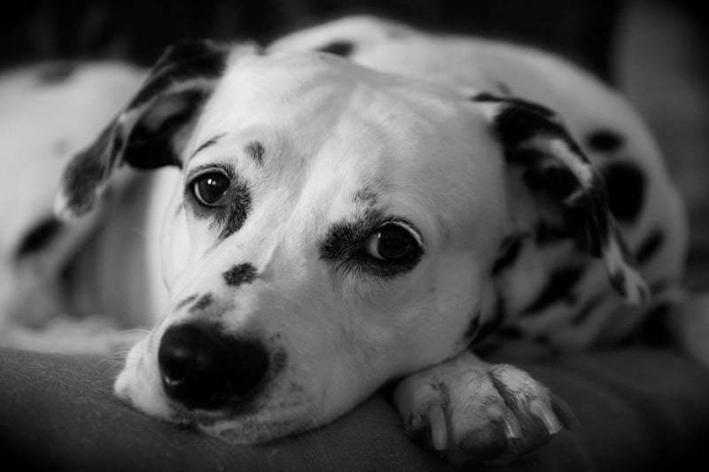 No two Dalmatians have the same number or sizes of spots, meaning that they create a pattern unique to the dog, much like a human fingerprint.