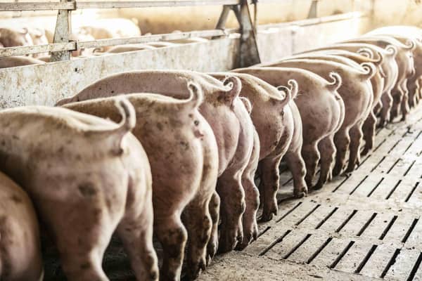 These pigs like to dance to music! (photo: iStock)