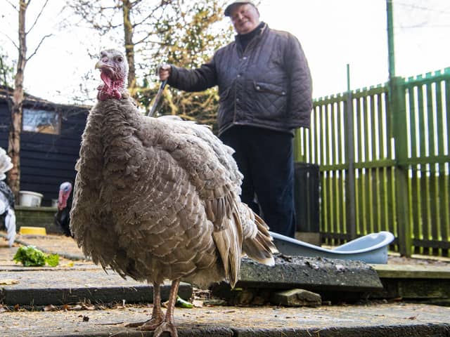 Retired businessman Brian Moodie spoke to The Scotsman about his extraordinary turkey flock, extolling the virtues of fowl play.
