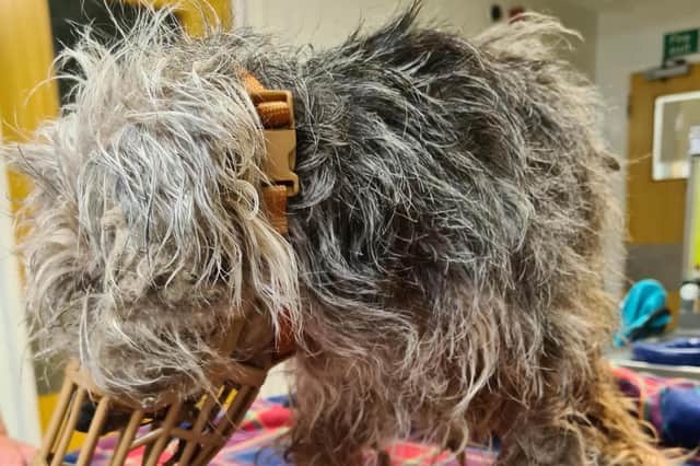 The dog was very unwell when it was found and had to be put down. Pic: Scottish SPCA