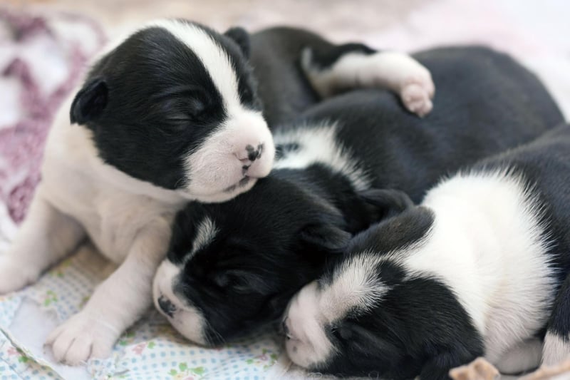Known as 'The American Gentleman' in its native USA, the Boston Terrier is also popular on this side of the Atlantic - with 2,143 registrations in 2021.