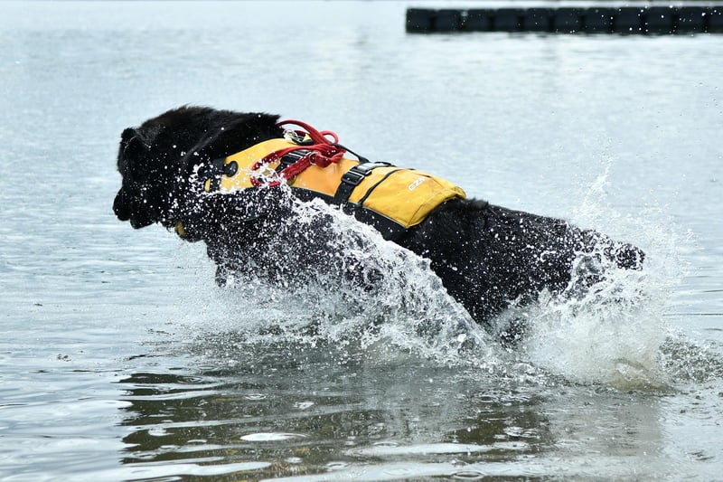 No it's not Nessie - it's Holly taking part in a water rescue demonstration at the Helix
(Picture: Michael Gillen, National World)