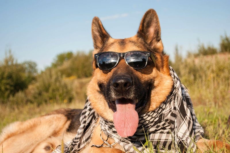 Another breed that forms a deep and intense bond with one person, the German Shepherd will make you feel both loved and protected.