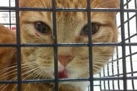 Microchipping cats will soon be a legal requirement for pet owners