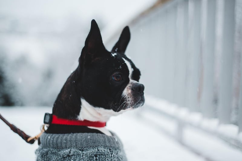Boston Terriers are often confused with French Bulldogs but it's actually quite easy to tell them apart - Boston Terriers' ears are pointed, while Frenchies' are rounded.