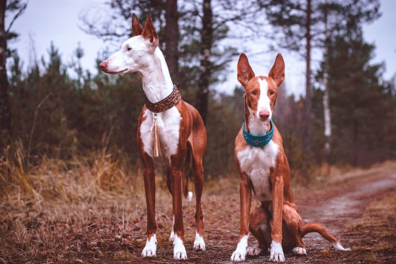 The rare (in the UK at least) Ibizan Hound was bred in the sunny Balearics from dogs that previously lived in the sweltering deserts of Egypt. Wherever they may live today, this is a breed that retains a love of warm temperatures and don't get on well with chilly temperatures.