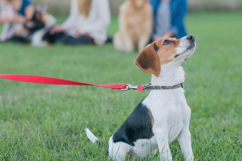 The average cost of a private group dog training class is £45 per session, so a four-week course would set you back £180. However, many local charities, such as the Dog’s Trust, run cheaper four-week courses for just £65– a saving of £115.