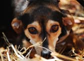 If your pup is suffering from separation anxiety there are a few steps you can take to address the issue.