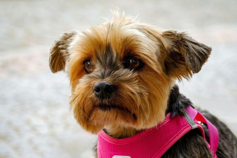 The Yorkshire Terrier's silky soft coat is no match for the cold winds of winter - and tends to get matted and tangled in rain and snow. Make sure to dry them off well when you get home to help them warm up quickly.