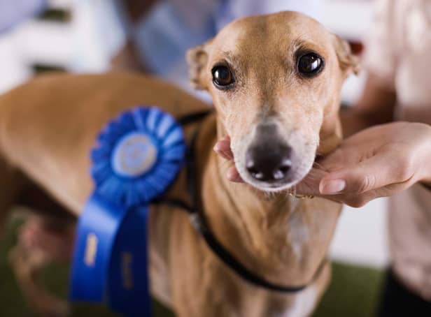 Some pooches are natural born winners when it comes to dog shows - here are 11 of them.