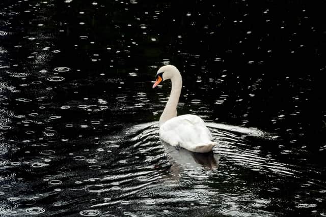 Sadly the swan which had been at the Helix later died