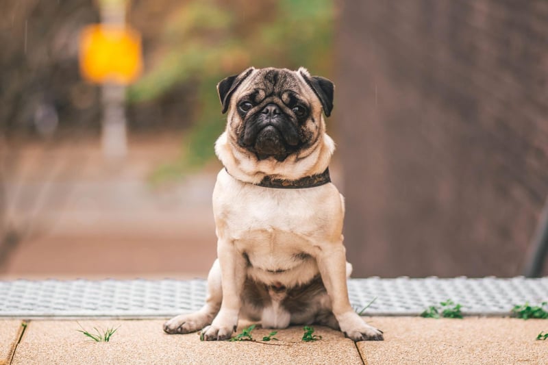 Another brachycephalic breed, the Pug actually quite likes splashing around in shallow water, but they can't cope with being out of their depth for long.