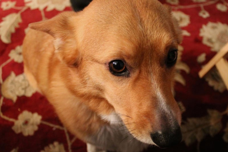 A steely, unwavering stare is the tactic used by the always-hungry Pembroke Welsh Corgi to try and liberate your food from your fork.