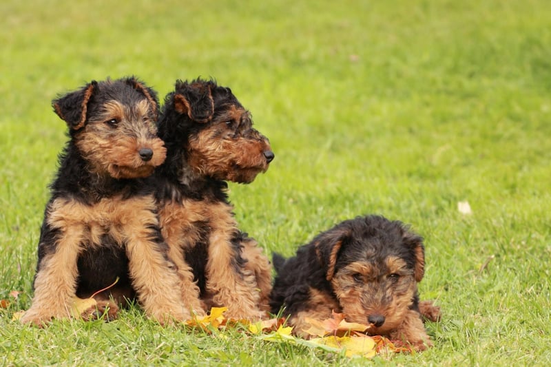 Completing the top 10, with 412 Kennel Club registrations in 2020, is the Welsh Terrier. Some claim that it is the oldest existing dog breed in the UK.