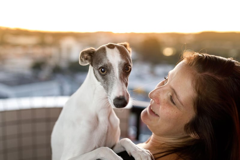 Like the Greyhound, the Whippet makes a loyal and friendly companion. They do need regular exercise - ideally, in a large enclosed area - but are happy to entertain themselves for a few hours and love evenings curled up on the couch.