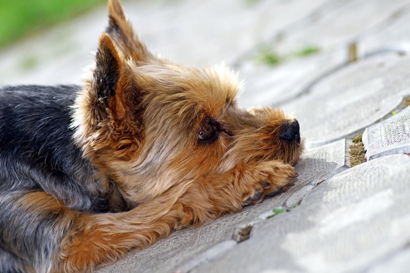 It may come from the less-than-warm north of England, but the long coat of the Yorkshire Terrier is so fine that it doesn't trap heat, making it the terrier best suited to spending long periods in the sun.