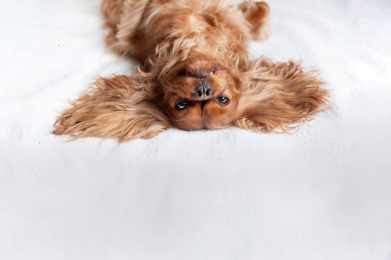 The gentle Cavalier King Charles Spaniel is known for its friendly and calming disposition. It makes them a chilled presence in any household - and suitable pets for young and old alike, happily curling up in their owners' laps for hours.