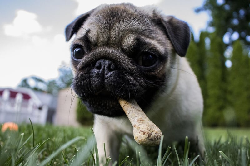 Meaning 'beautiful' in a variety of languages - including Spanish, Greek, Portuguese, Greek and Latin - Bella appears at eighth place for Pug names.