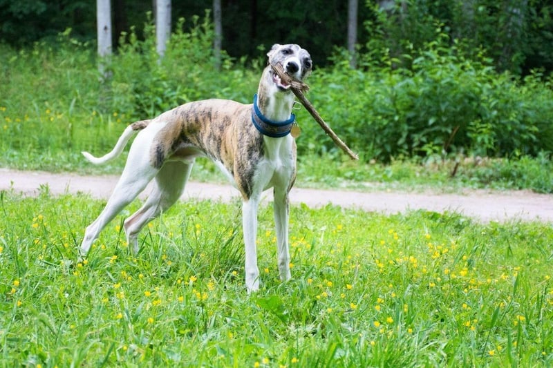 Whippets are a slightly strage mix of high and low energy. They need a really good run every day - a large enclosed space is a must - and can reach speeds of up to 35 miles per hour. Once they are exercised though, they turn into complete couch potatos for the rest of the day.
