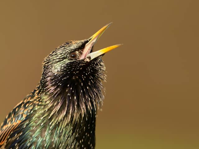 Stunt flying starlings have been causing power problems in Airth