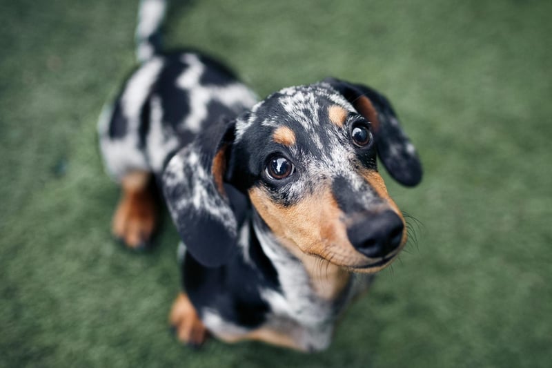Completing the top ten most popular sausage dog names is another unusual one - Sizzle. It's maybe because these cute and long canines look like hot dogs.