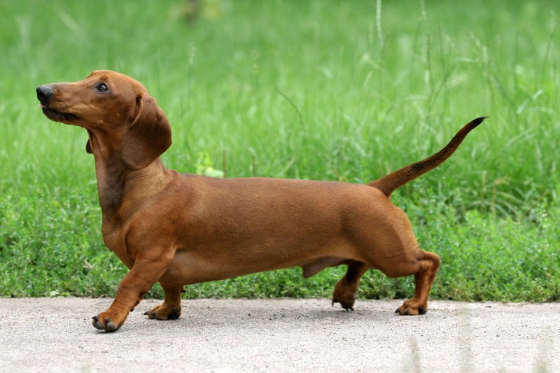 They may not be bred for speed but racing Dachshunds is incredibly popular in the USA. The 'Wiener Nationals' regularly attract thousands of spectators in events held across the country.