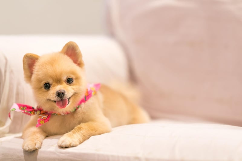 The trick with toilet training the Pomeranian is to assert your dominance early on - letting your pet know who the boss is. If you miss this narrow window of opportunity, well, you only have yourself to blame.