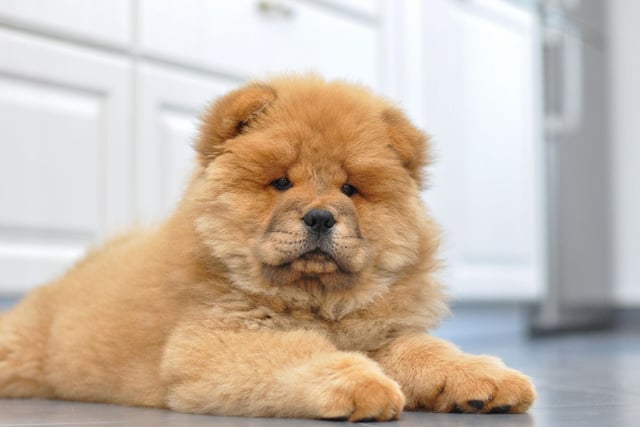 The name Chow Chow was a catch-all term for anything imported to Europe in the 18th century from the East - including dolls, curios, porcelain, and dogs. In China, the Chow Chow is called the 'Songshi Quan'.
