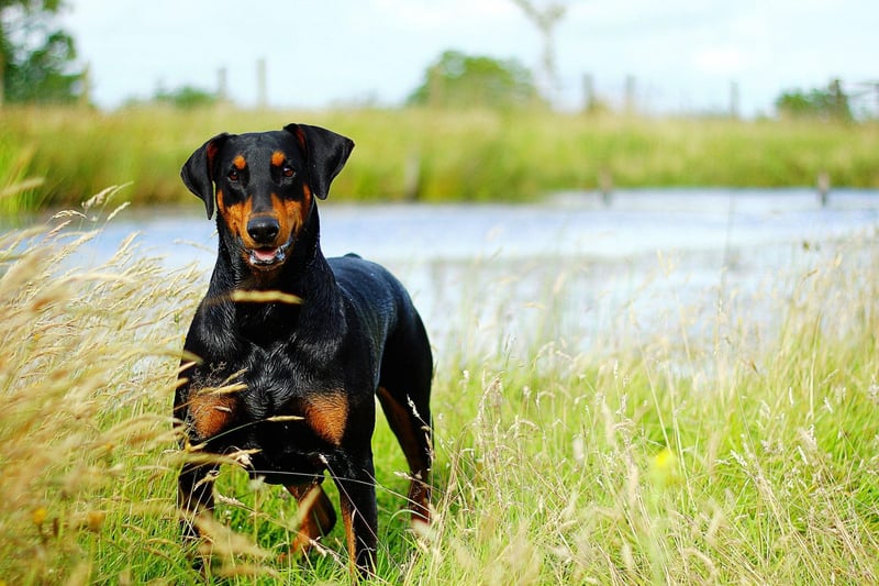 The Doberman Pinscher is a naturally fastidious and neat breed, so toilet training is something that they seem bred for. Most Dobermans will be house broken within a matter of days.