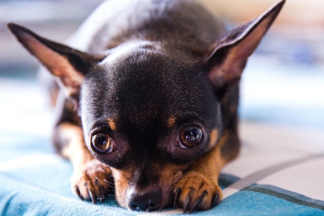 The world's smallest dog, there are two different types of Chihuahua. The Smooth Coat Chihuahua is the most popular, with 1,769 registrations in 2021, up from 1,508 the year before.