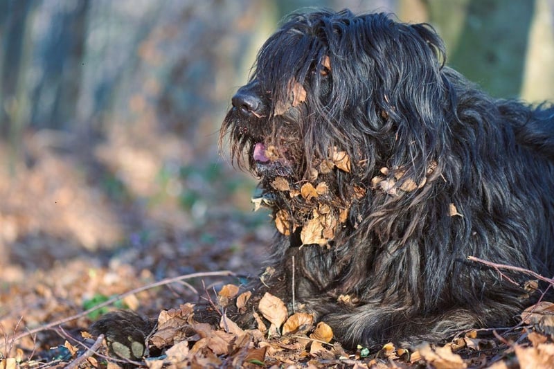 The striking Bergamasco Sheepdog is described by the American Kennel Club as being "bright, loyal, protective, and among the more calm dog breeds". Their showy coat needs surprisingly little grooming, so they are low maintenance too.
