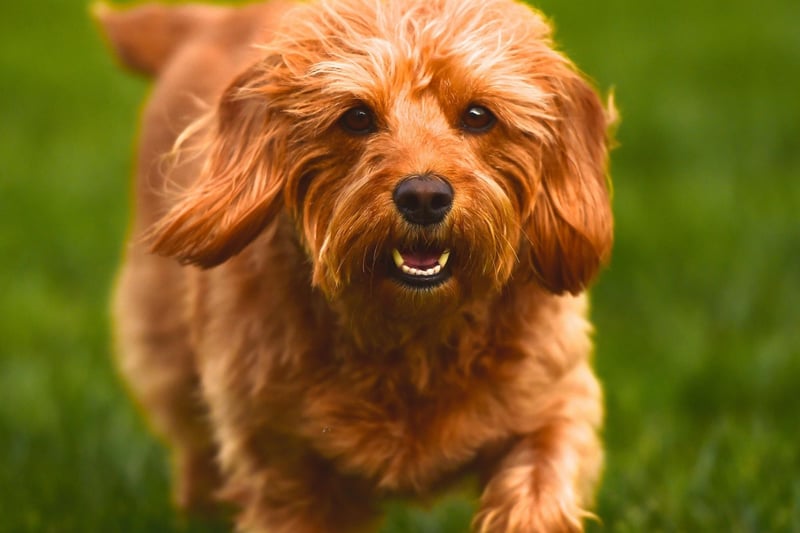 The Labradoodle is a cross between a Poodle and a Labrador Retriever, but this can lead to a wide range of different-looking dogs. Depending on the size of Poodle (toy, miniature or standard) and the colour of the Labrador Retreiver (black, yellow, chocolate, or red), the resulting puppy can come in a large number of sizes and shades.