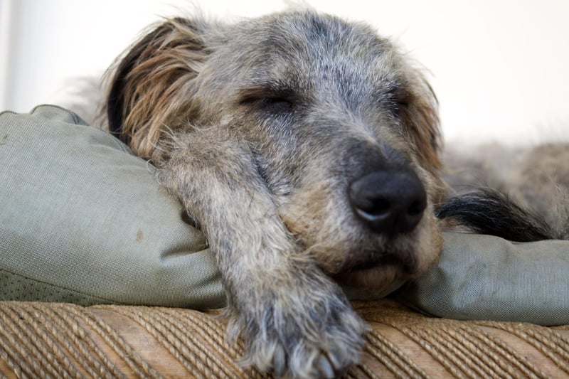 The Irish Wolfhound is another dog that doesn't need a huge amount of space or attention - happy to just curl up at your feet for hours.