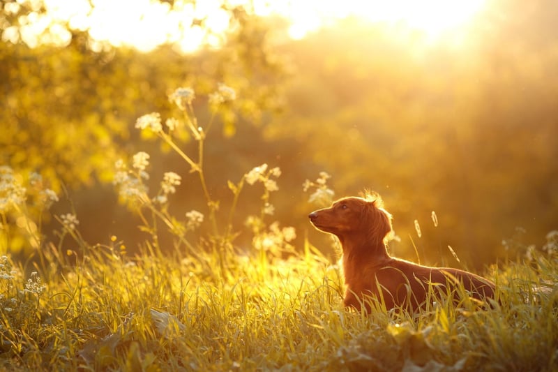 The next most popular Dachshund moniker is Frank. It comes from the Latin name Francis and means 'free one',