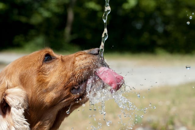 Like humans, dogs sweat and lose water, mainly through the glands in their paws. They can lose up to one litre of water per day and the more water they lose, the higher the chances of overheating. Have multiple water stations spread equally around your home during summer to safeguard your dog from overheating and dehydration. Switch their food to wet dog food to ensure extra water intake, carry a water bottle for them when going outside or for a walk.