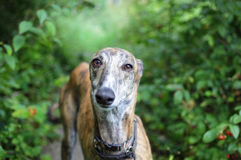 Greyhounds are gentle and affectionate dogs that make a great companion for people later in life. Adopting one of the many adult Greyhounds looking for a new home can also mean there's no need to deal with an energetic and untrained puppy.