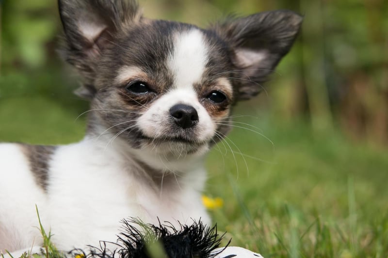 They may be small, but Chihuahuas can be fairly aggressive if their personal space is invaded and are liable to snap - a recipe for disaster for curious toddlers.