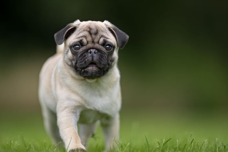 Pugs are brachycephalic dogs (flat-faced) meaning they are liable to develop health issues that others are not - particularly breathing problems. These bundles of fur can also have problems with dermatitis and eye infections.