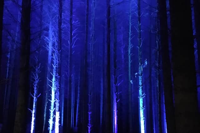 Beecraigs Festive Forest is back for 2020