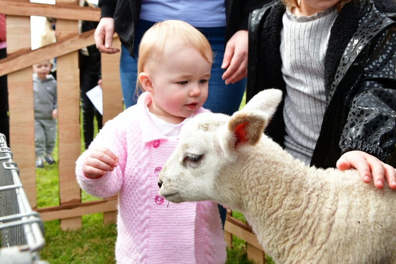 'I'll call you Larry" -  18-month-old Isla Hyndman meets a cute guest from Middlerigg Farm, in Reddinmuirheard at the Inchyra Park Easter Egg Hunt 2023
