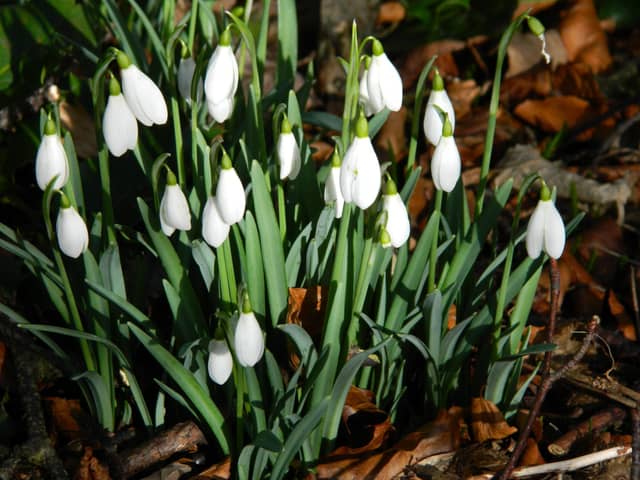 The Snowdrop Appeal was launched in the wake of the Dunblane massacre