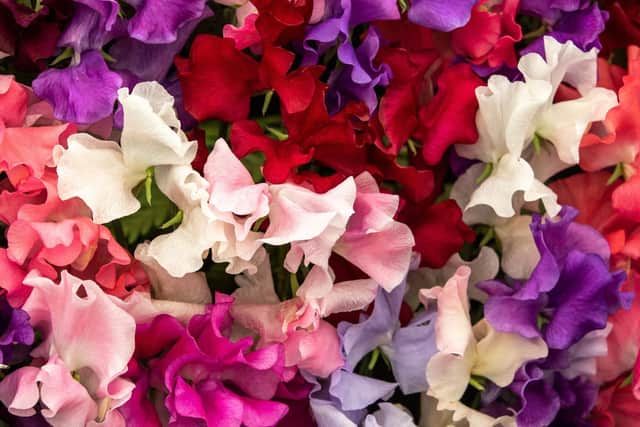 sweet pea Mixed Spencer (Lathyrus oderatus) in full flower (photo: Adobe)