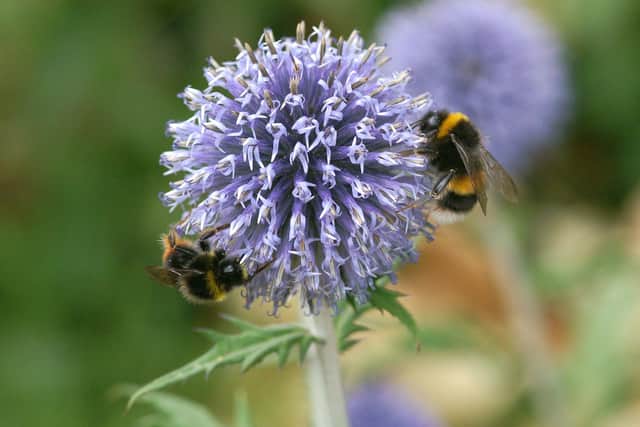 Most species of the humble bumblebee are under threat
Pic: Dan TP